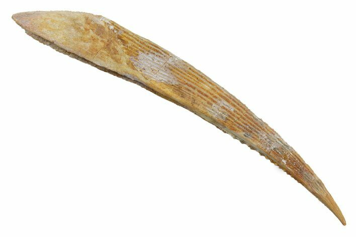 Fossil Shark (Hybodus) Dorsal Spine - Kem Kem Beds, Morocco #353098